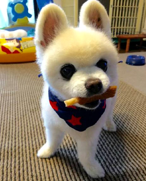 网红萌犬俊介君