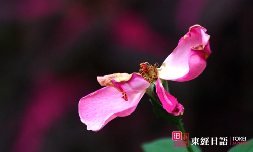 日语花的词汇-苏州日语-苏州日语培训
