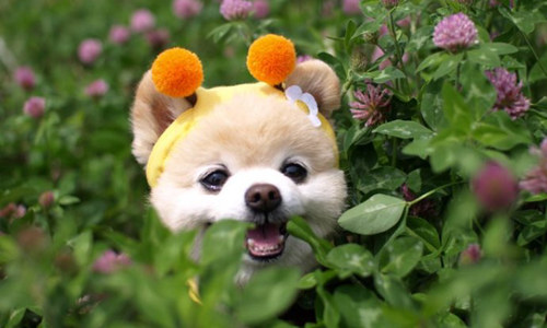 网红萌犬俊介君