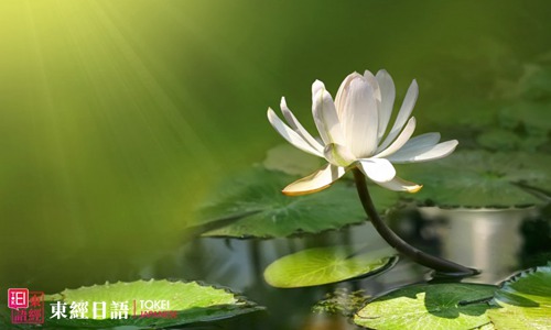 莲花日语-莲花的日语说法