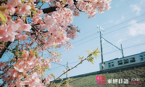 日本樱花-日本赏樱胜地