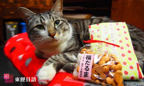 日猫咪店长人气旺