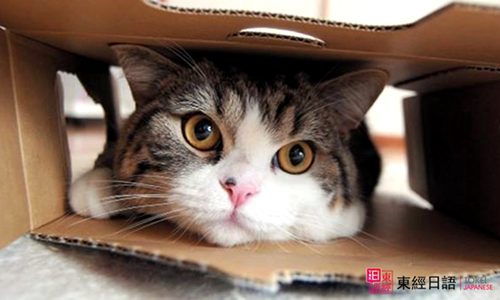 跟猫有关的日语-苏州日语培训班-苏州日语