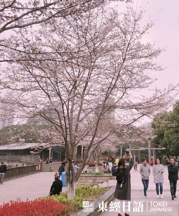 东经日语玉山公园赏樱活动-学员赏樱照