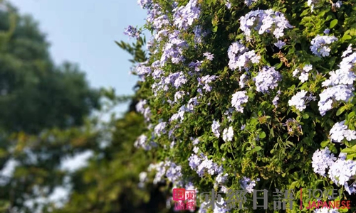 东经日语东经俱乐部活动