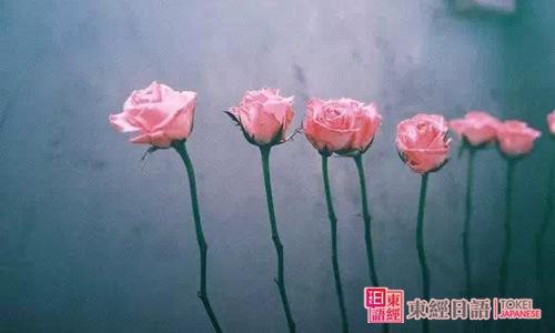 和花相关的日文单词-日语学习班