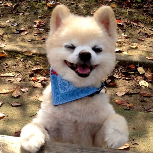 网红萌犬俊介君