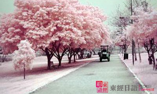 日本樱花