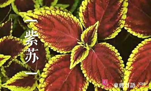 紫苏的日语说法-紫苏日语