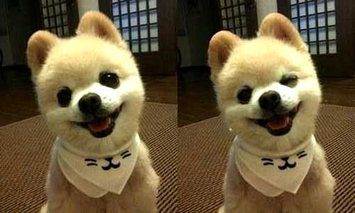 网红萌犬俊介君