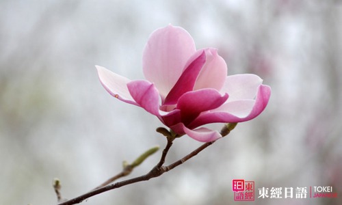 莲花日语-莲花的日语说法